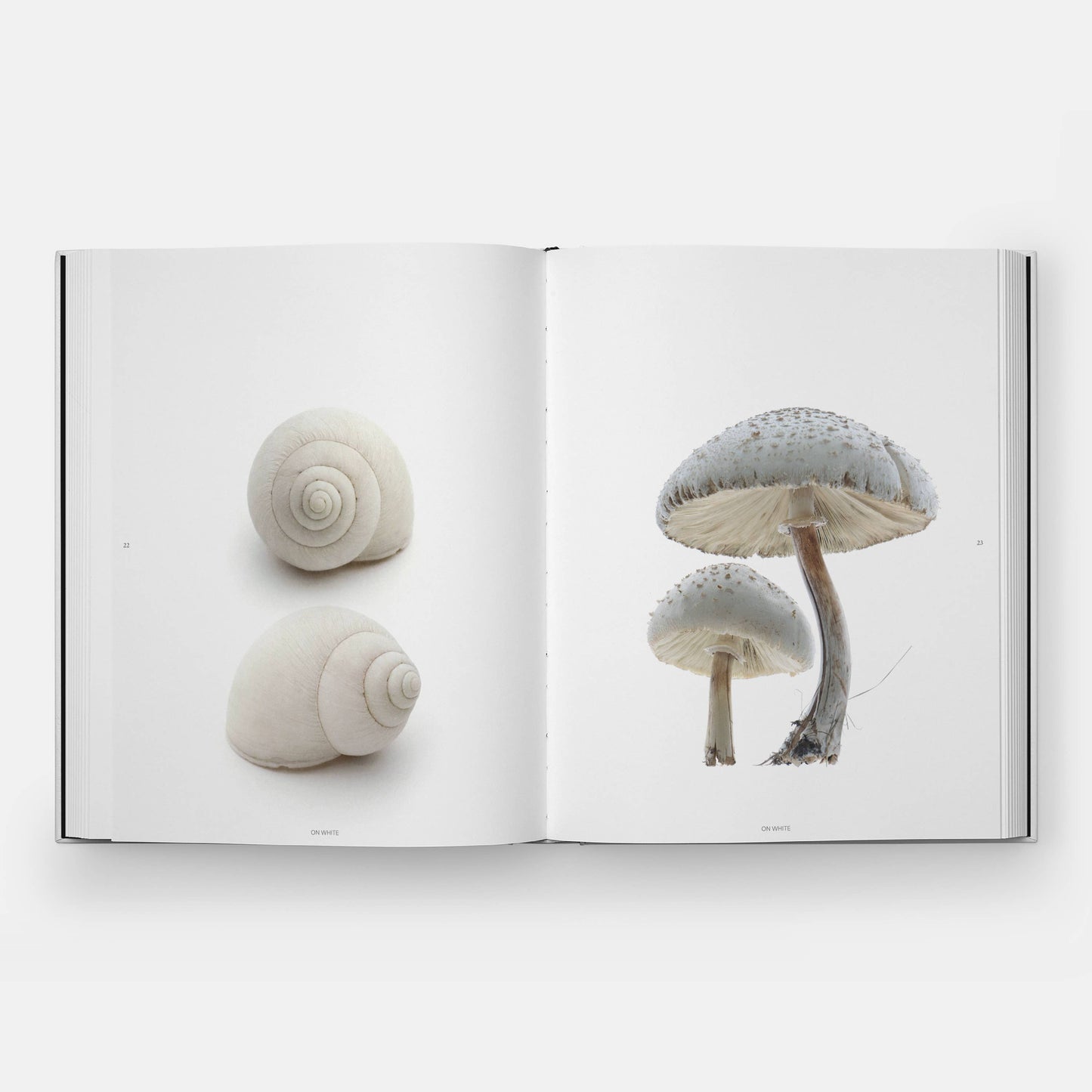 STILL: The Art of Noticing