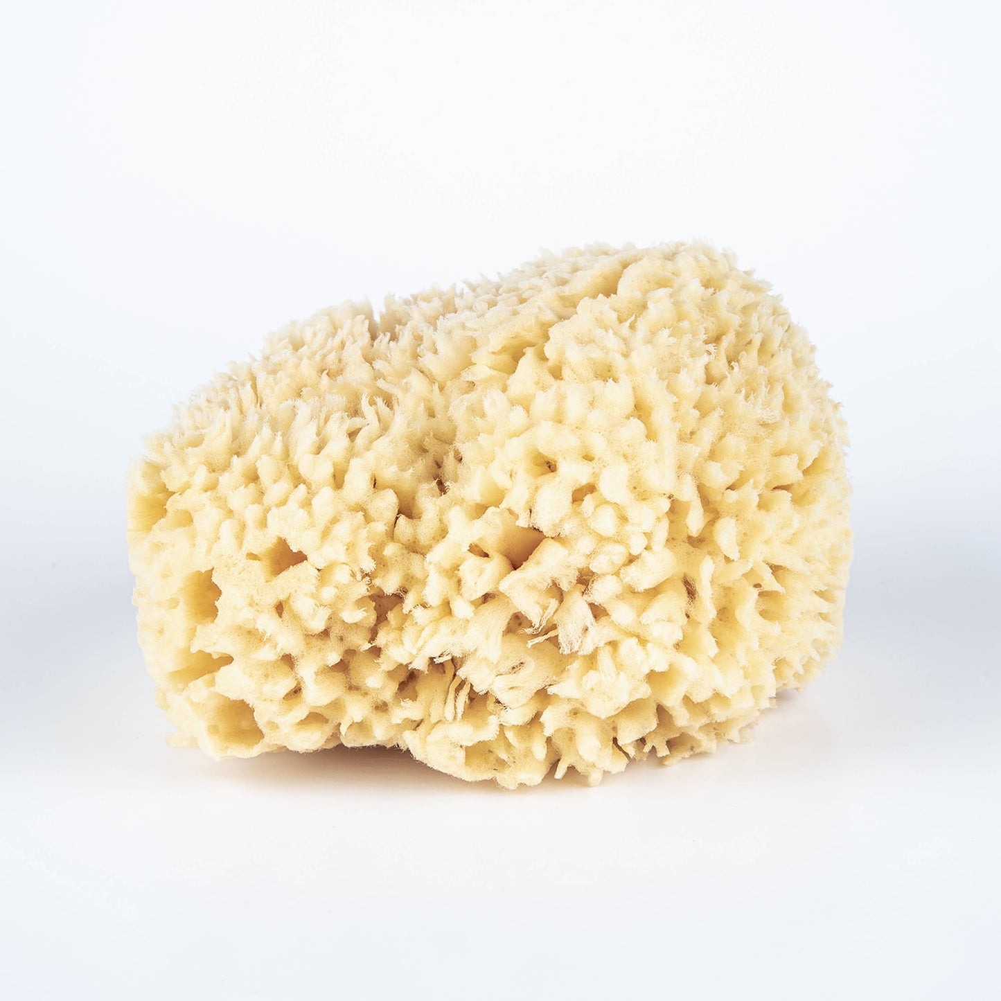 Bath Sea Sponge Bulk - Large 5.5"