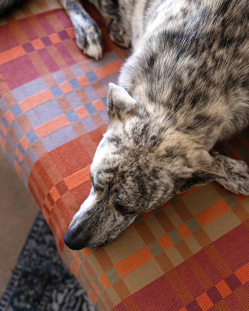 Fido Dog Blanket
