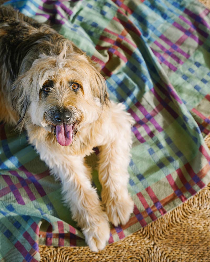 Fido Dog Blanket